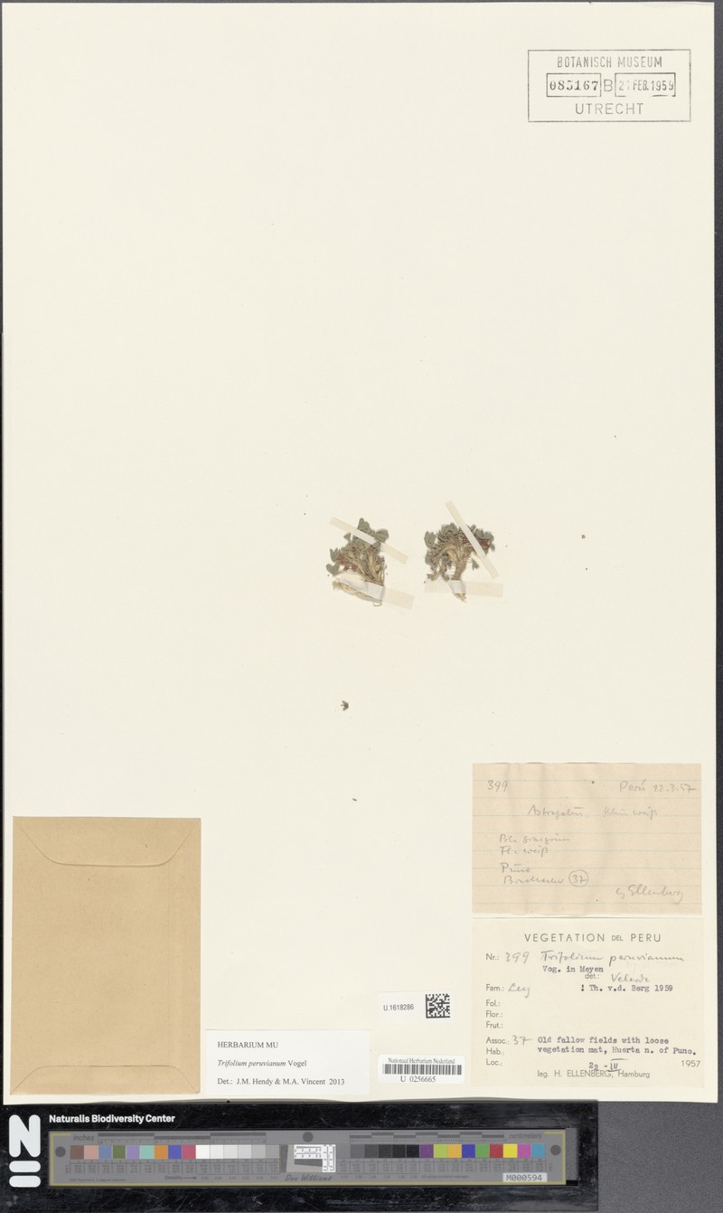 Trifolium peruvianum photo 3