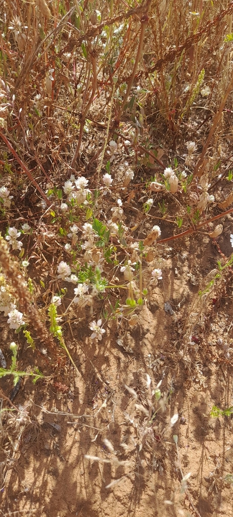 Palestine Clover