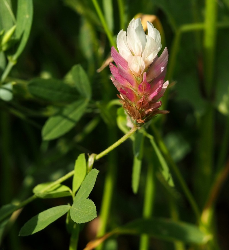 Palestine Clover photo 2