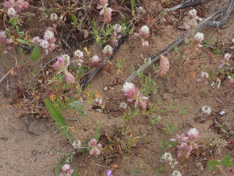 Palestine Clover photo 3