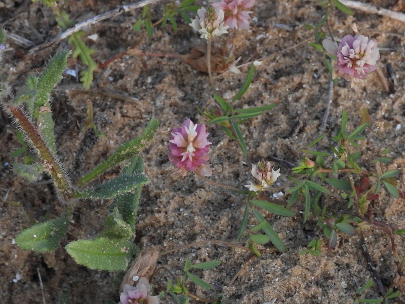Palestine Clover photo 4