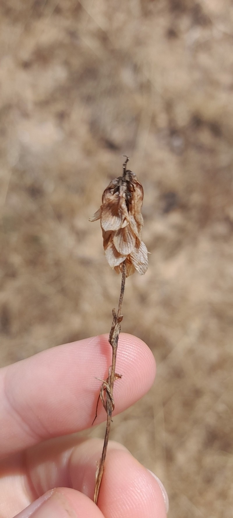 Palestine Clover photo 5