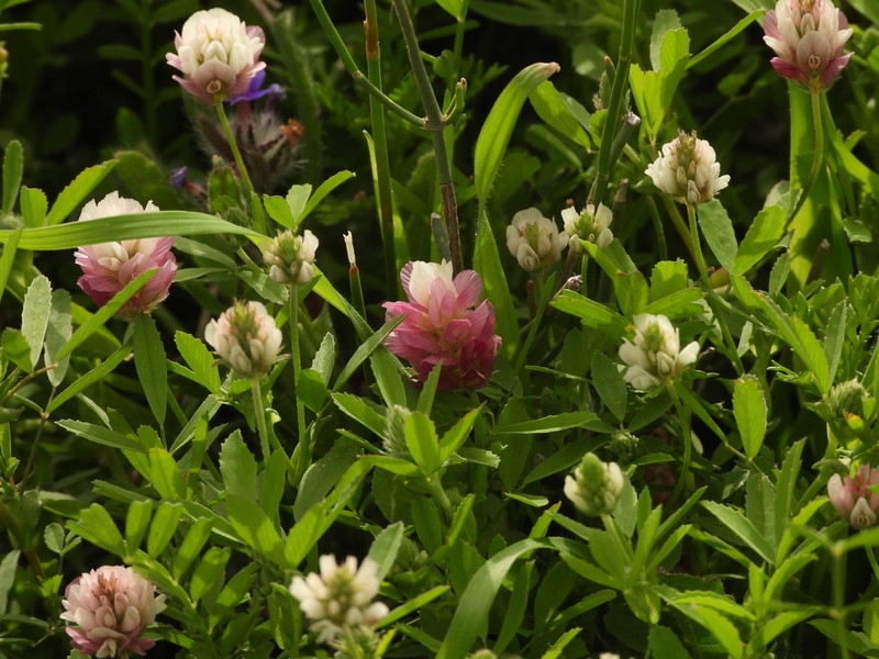 Palestine Clover photo 6