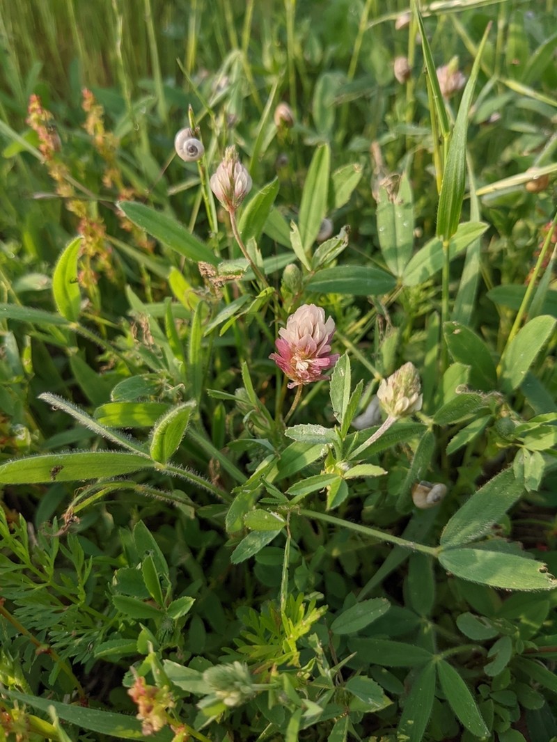 Palestine Clover photo 7