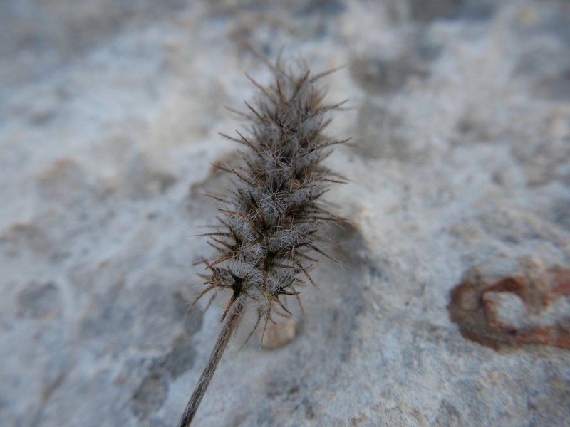 Palestine Clover photo 8