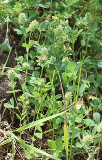 Trifolium phleoides