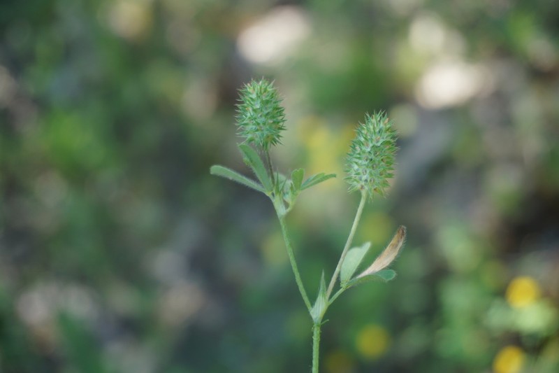 Trifolium phleoides photo 2