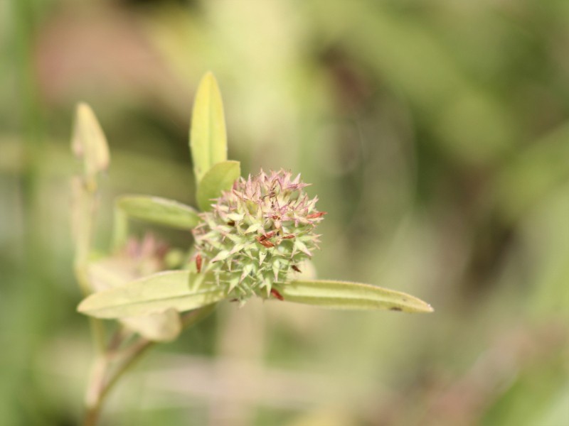 Trifolium phleoides photo 3