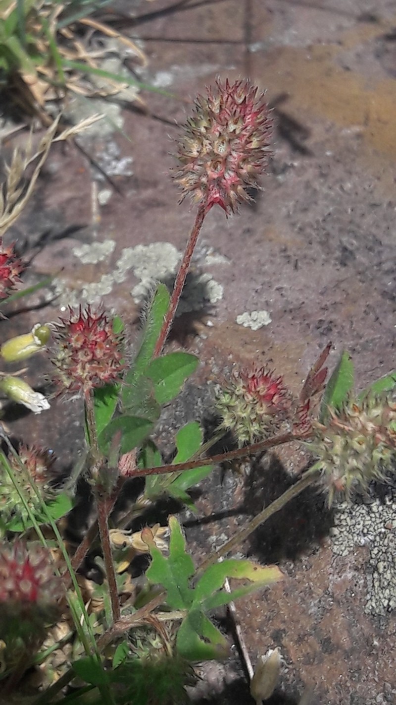 Trifolium phleoides photo 4