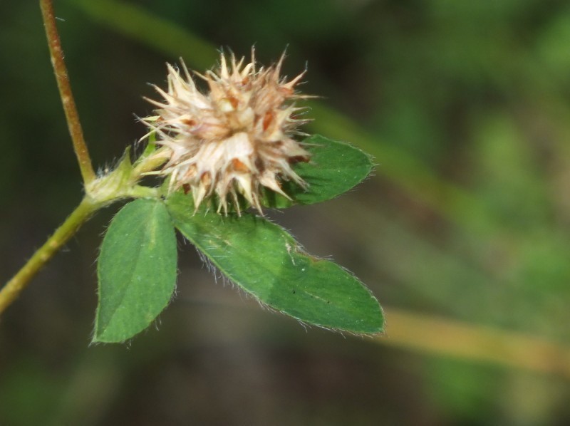 Trifolium phleoides photo 5