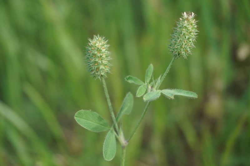 Trifolium phleoides photo 6