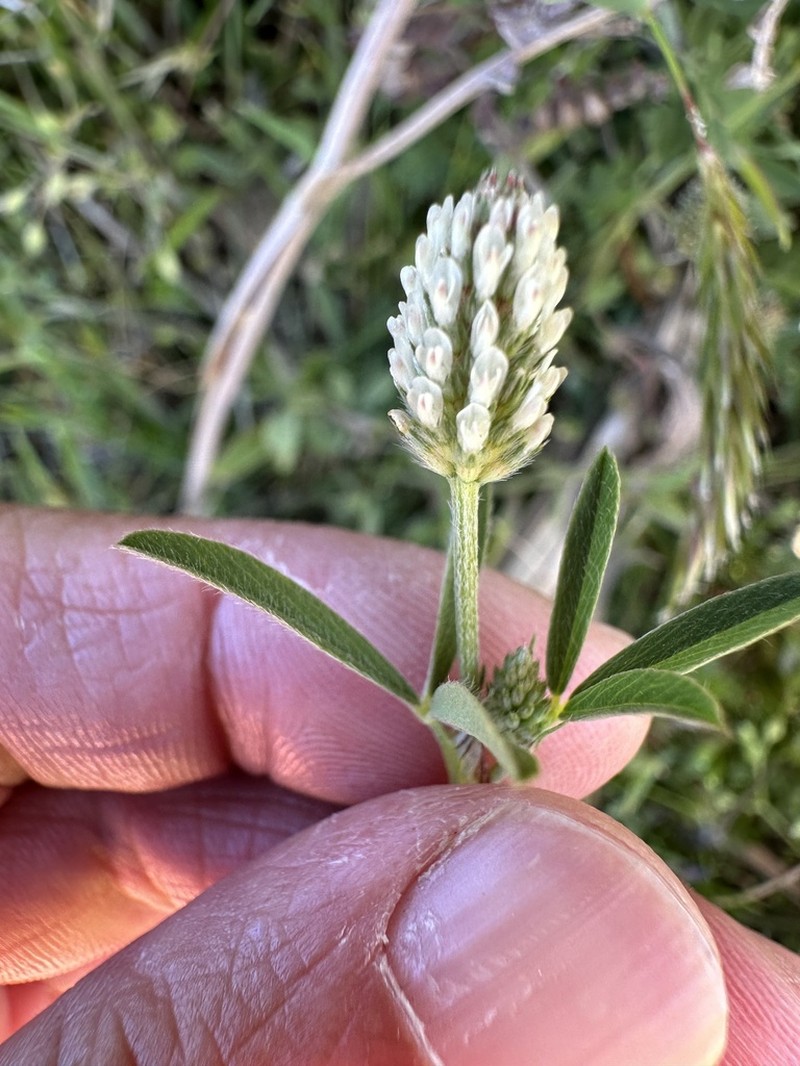 Trifolium phleoides photo 7