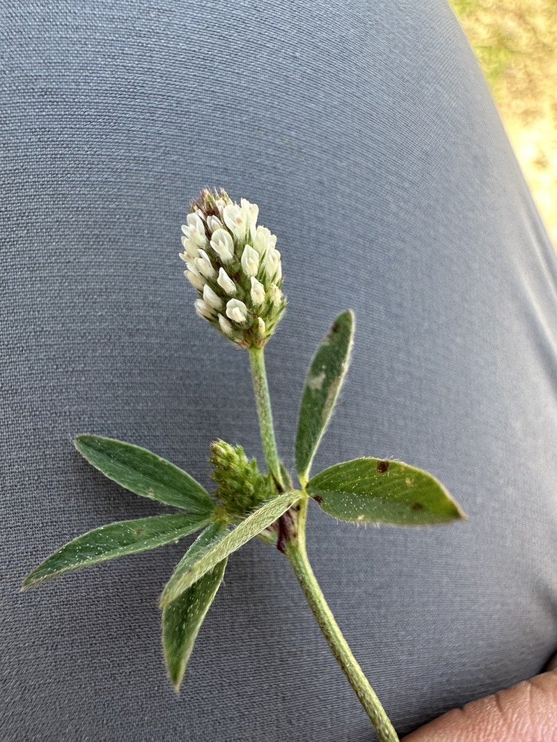Trifolium phleoides photo 8