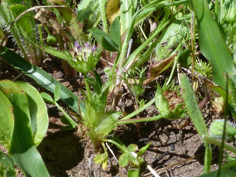 Trifolium physanthum