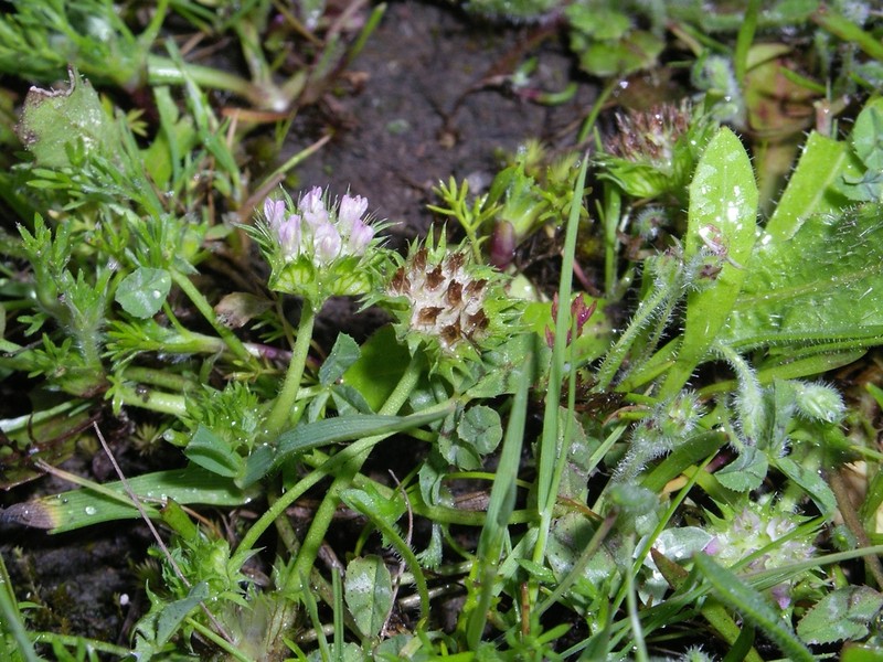 Trifolium physanthum photo 3