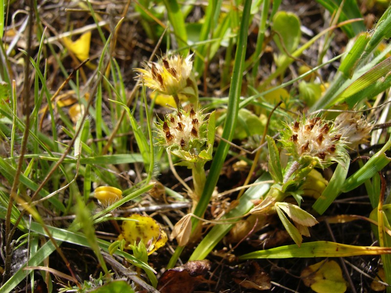Trifolium physanthum photo 5