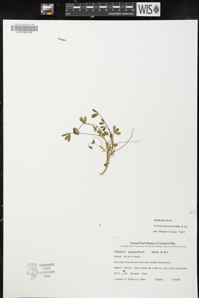 Trifolium physanthum photo 7
