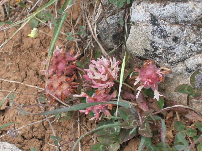 Trifolium physodes