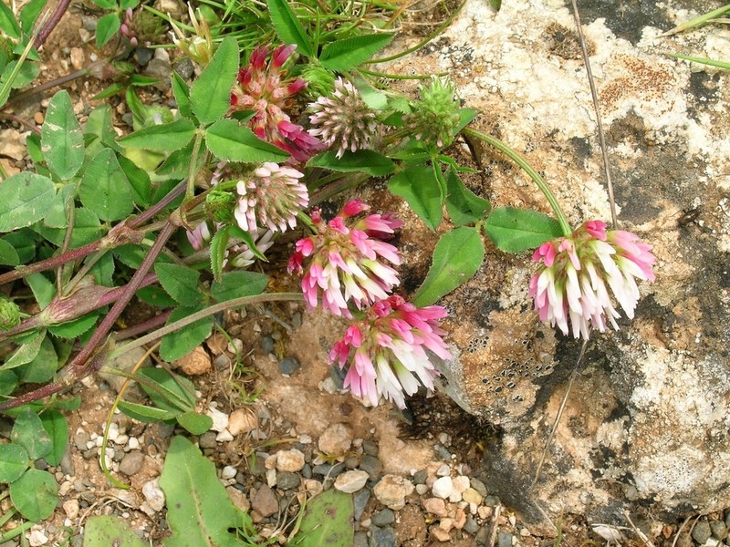 Trifolium physodes photo 2