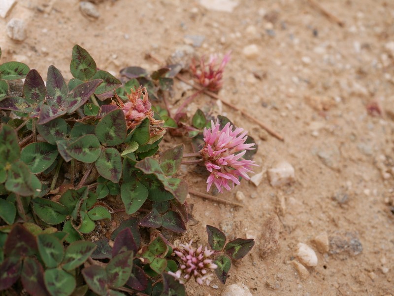 Trifolium physodes photo 3