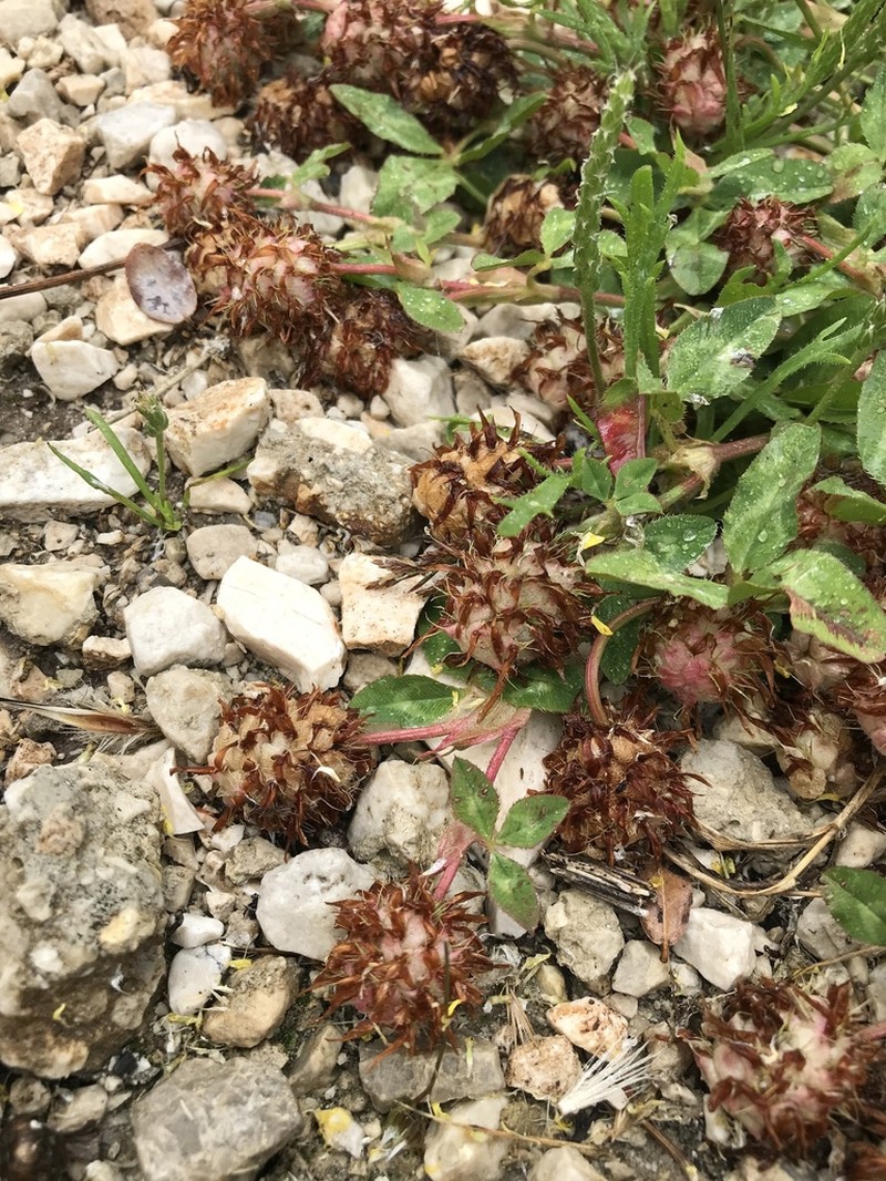 Trifolium physodes photo 4