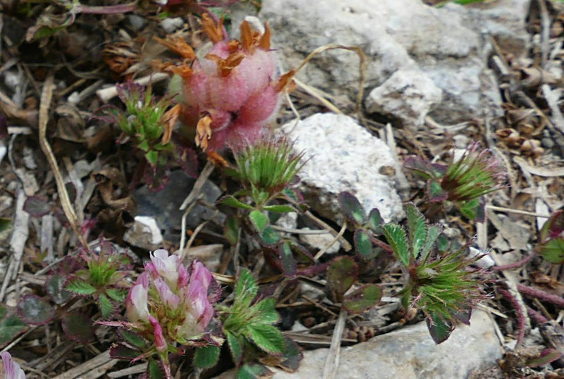 Trifolium physodes photo 5