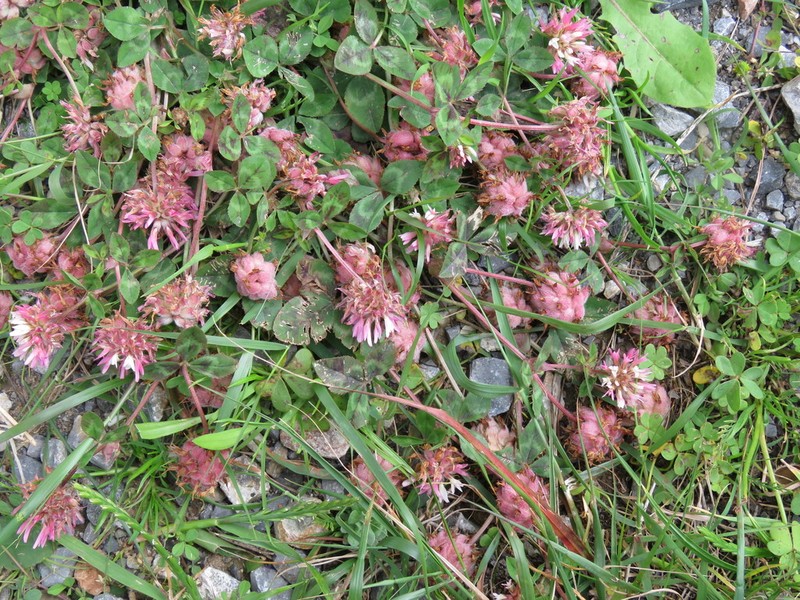 Trifolium physodes photo 6