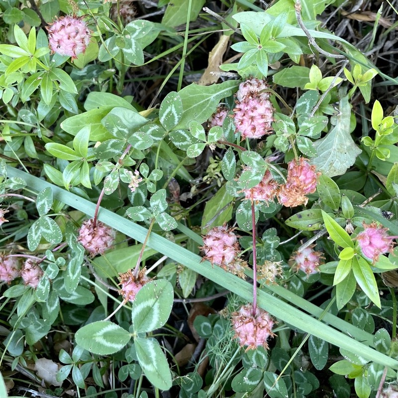 Trifolium physodes photo 7