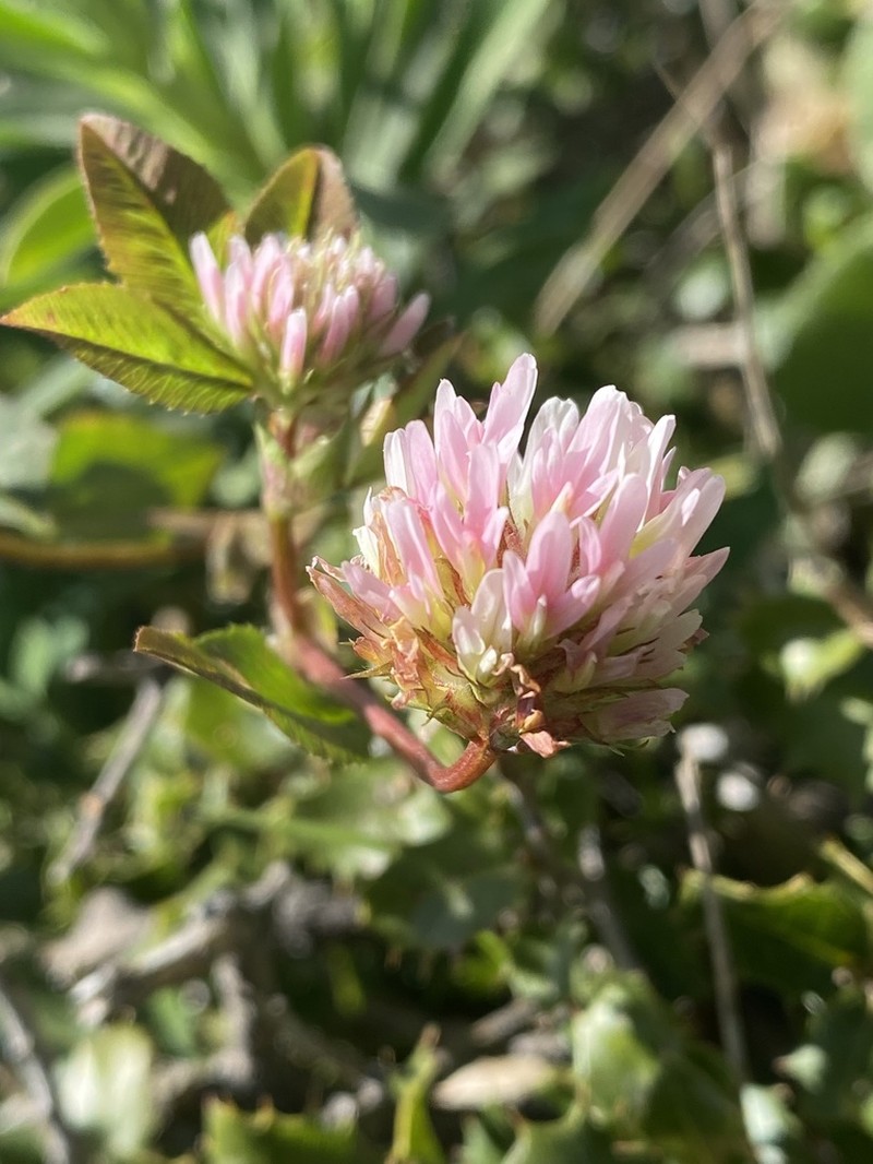 Trifolium physodes photo 8