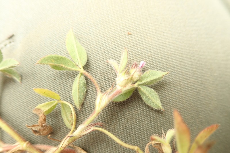 Trifolium pichisermollii