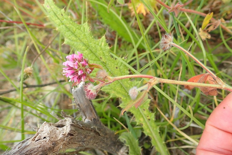 Trifolium pichisermollii photo 2