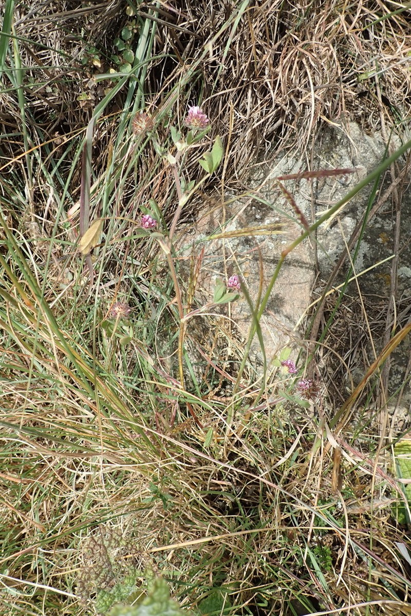 Trifolium pichisermollii photo 3