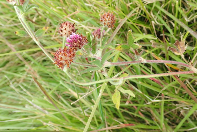 Trifolium pichisermollii photo 4