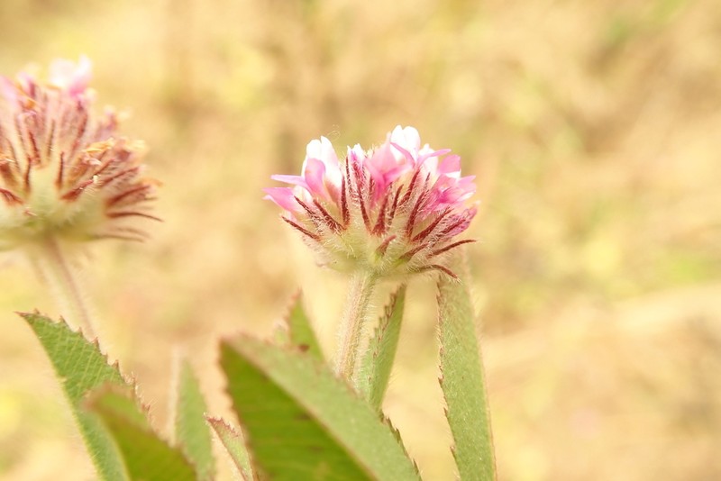 Trifolium pichisermollii photo 5