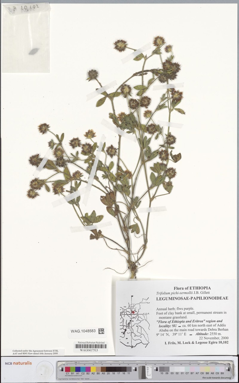 Trifolium pichisermollii photo 6