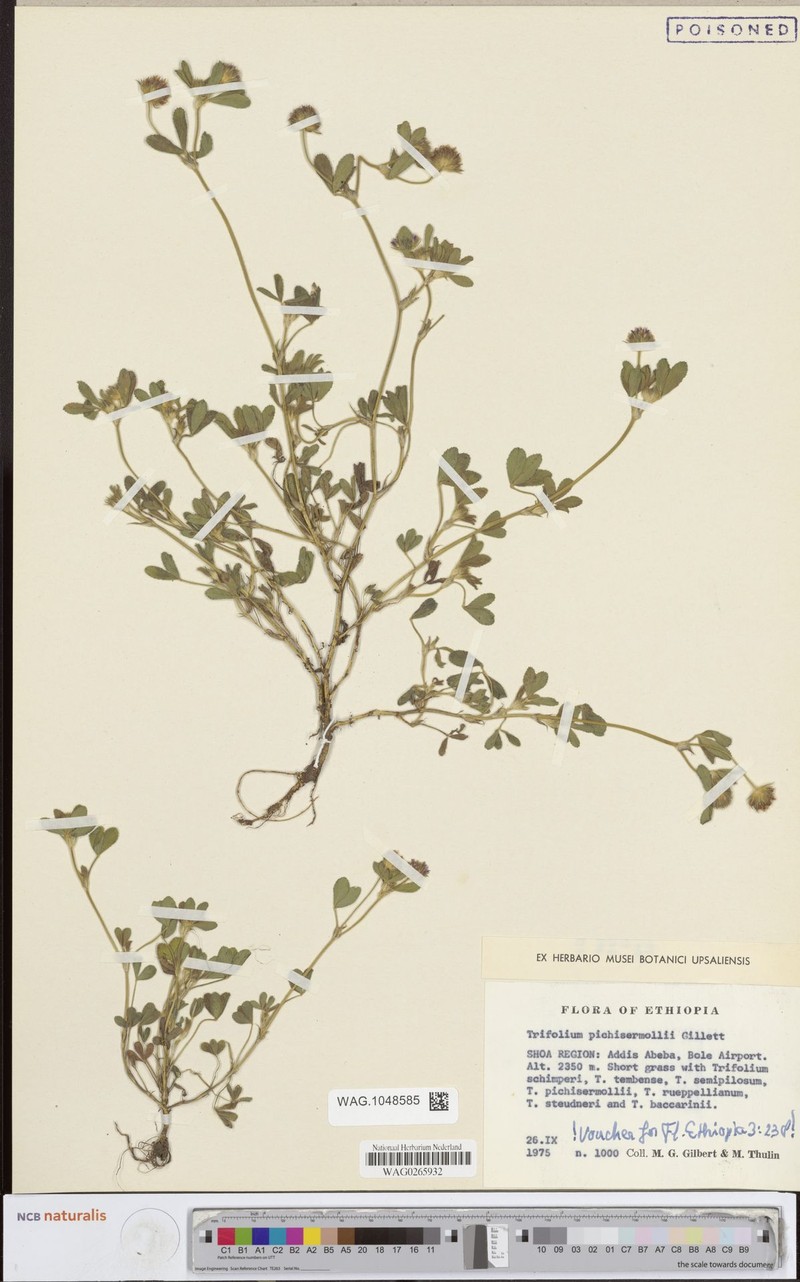 Trifolium pichisermollii photo 7