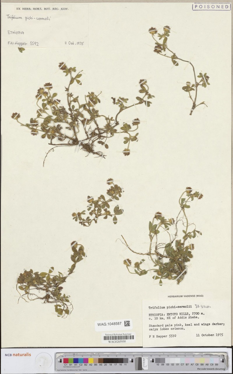 Trifolium pichisermollii photo 8