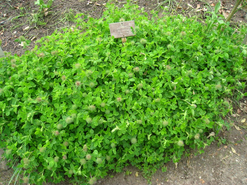 Trifolium pignantii