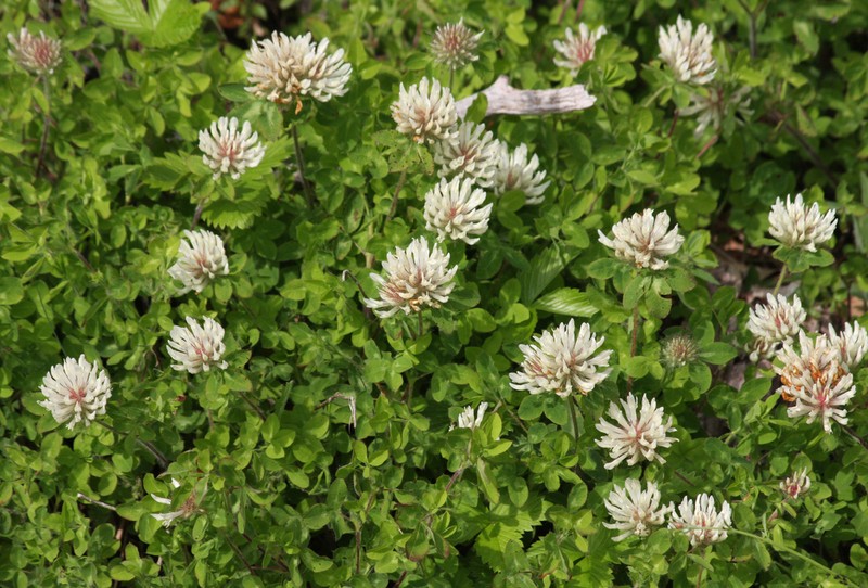 Trifolium pignantii photo 2