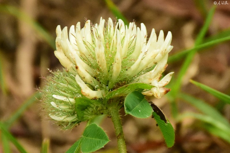 Trifolium pignantii photo 3