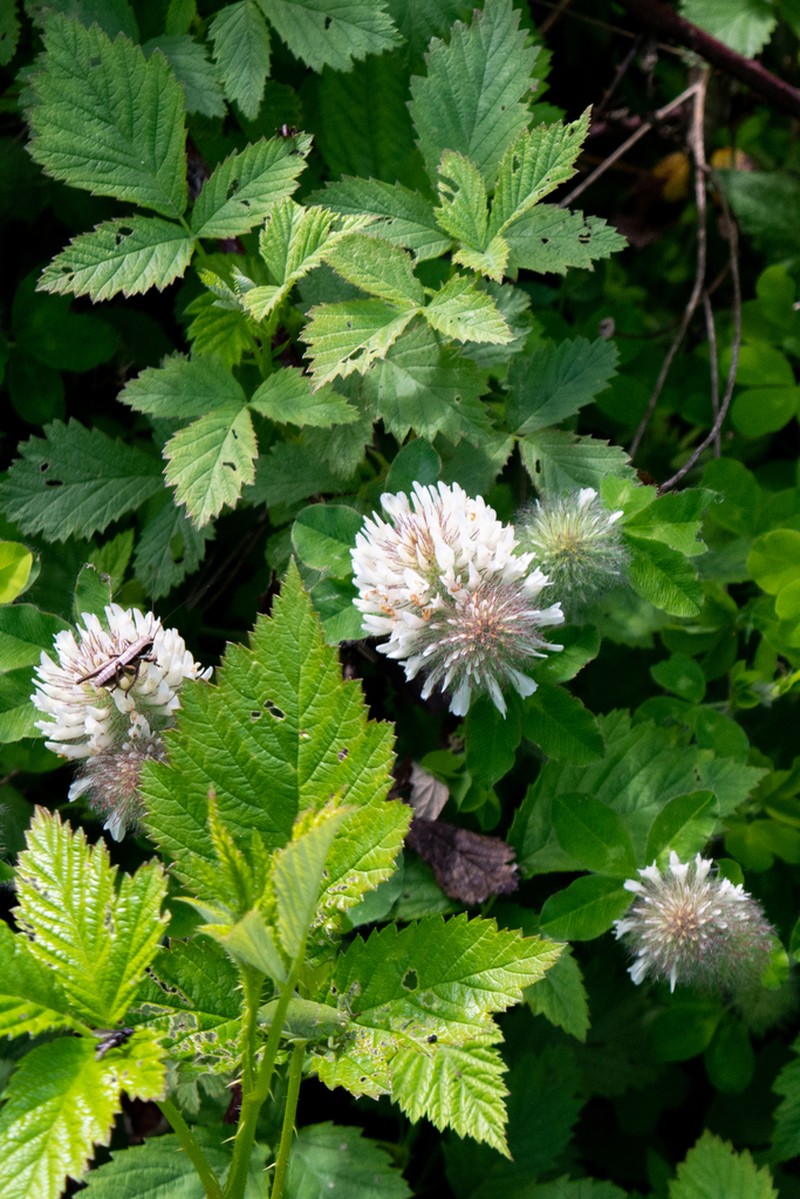 Trifolium pignantii photo 4