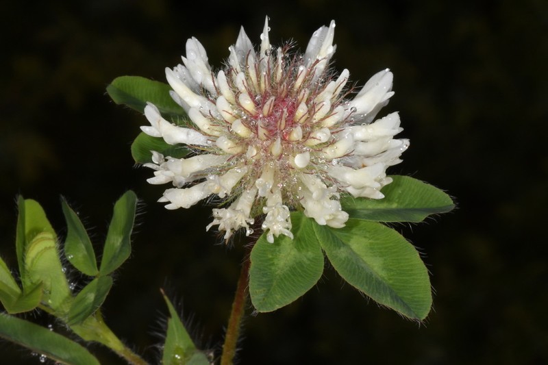 Trifolium pignantii photo 5