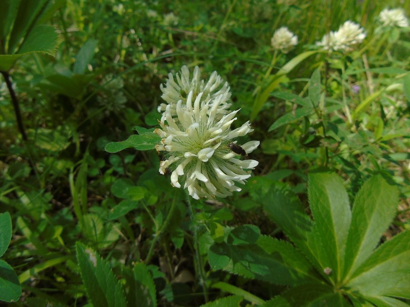 Trifolium pignantii photo 6