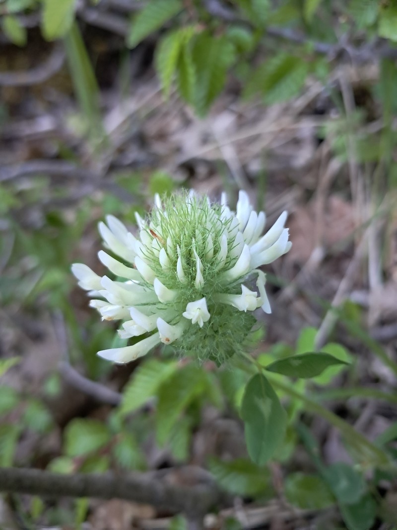 Trifolium pignantii photo 7