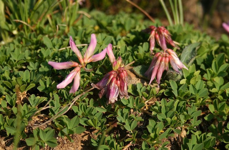Trifolium pilczii photo 2