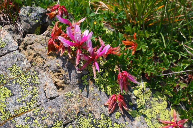 Trifolium pilczii photo 3