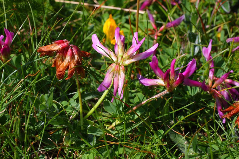 Trifolium pilczii photo 7