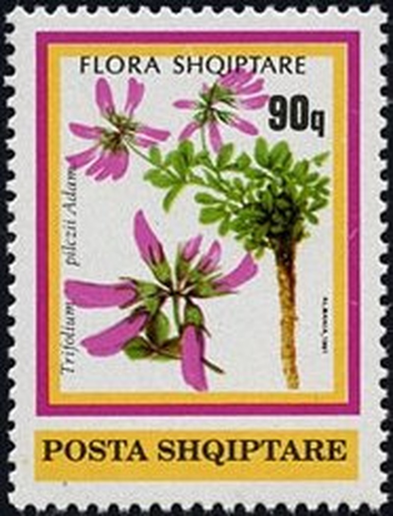 Trifolium pilczii