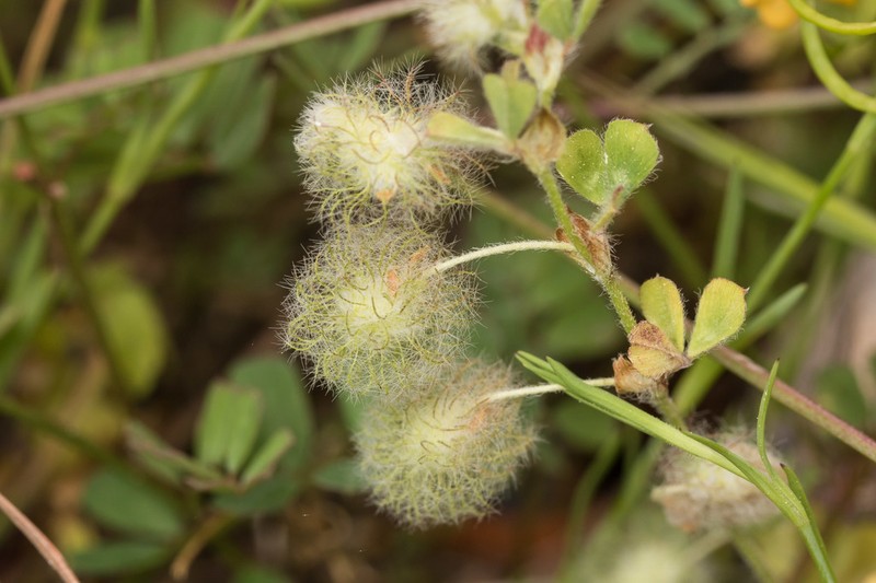 Trifolium pilulare