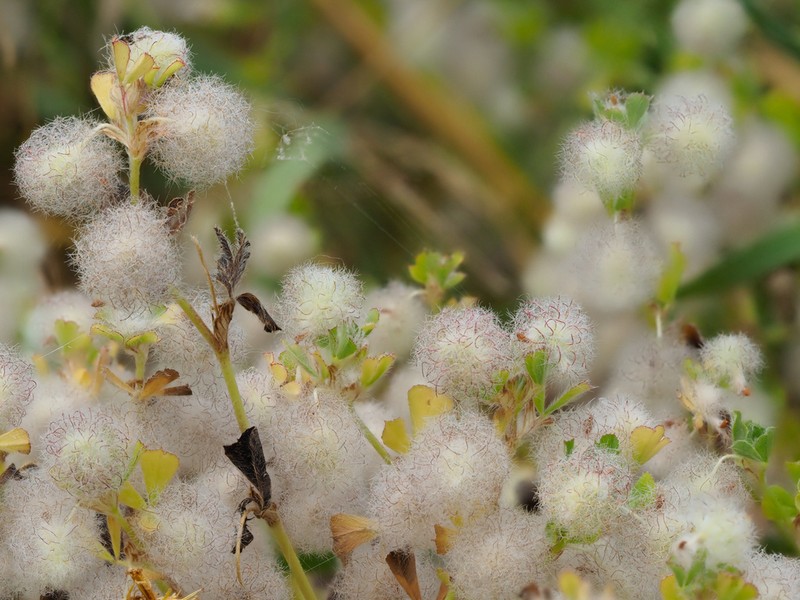 Trifolium pilulare photo 2